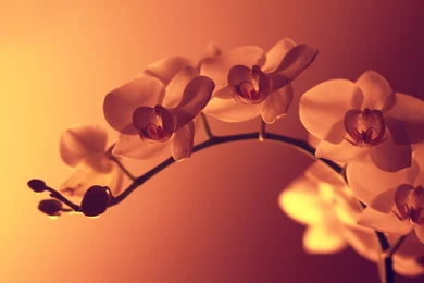 Orchid Wallpapers Orchid Hd Free Wallpapers Spot