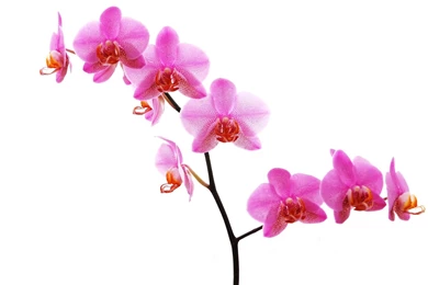 Download Wallpapers Orchid On White Backgrounds (1920 X 1440 ...