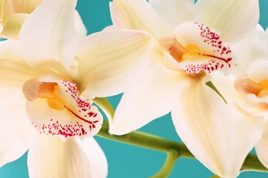 White Orchids Flowers Desktop
