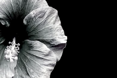 1280x1024 Grey Orchid Desktop PC And Mac Wallpapers