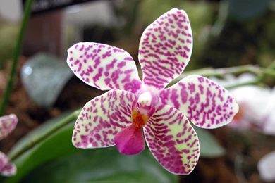 1680x1050 Lonely Orchid Desktop PC And Mac Wallpapers