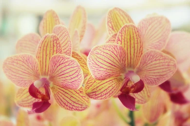 Orchid Computer Wallpapers, Desktop Backgrounds