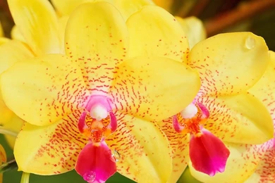Yellow Orchid Exotic Flowers Desktop Wallpapers