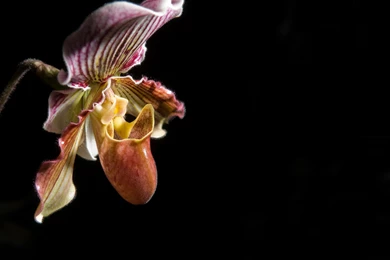 Orchid Desktop Wallpapers