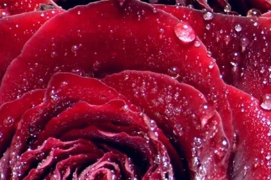 Iphone 5 Wallpapers Hd Sweet Red Roses Iphone 5 Wallpapers Hd Free ...