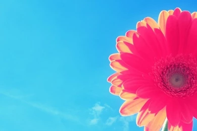 Pink flower in the bright of sun summer HD wallpaper_1242x2208.jpg