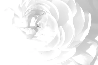 Download Wallpapers 2560x1440 White Rose, Petals, Flower, Bright ...