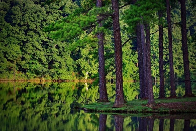 Amazing Nature Wallpaper: Forest Hd Wallpapers