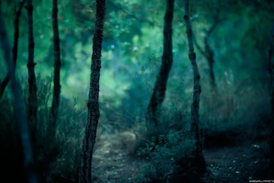 Dangerous Forest HD Wallpapers For Desktop   Zibrato