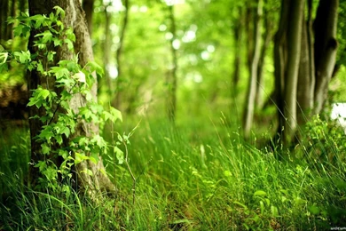 Forest Wallpapers 1920×1080 001 Forest Wallpapers