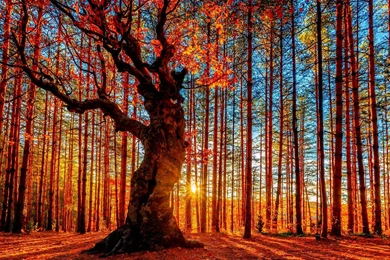 Top Forest Tree Nature Wallpaper Images For Pinterest