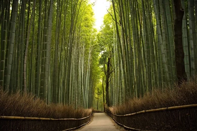 Bamboo Forest HD Wallpapers