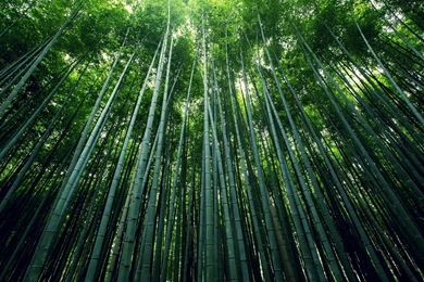 Bamboo Forest Wallpapers
