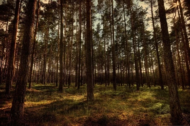 Dark Forest HD Wallpapers, Dark Forest Backgrounds