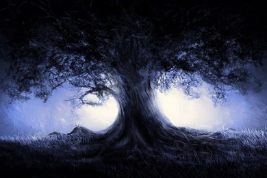Dark Forest HD Wallpapers   HD Wallpaper Backgrounds Of Your Choice