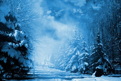 December Morning Snow Wallpapers