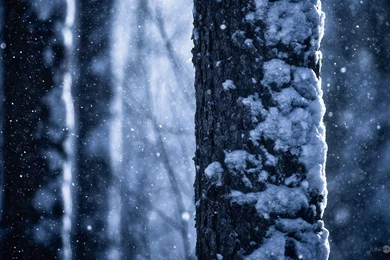 Fall Leaves Wallpapers Desktop