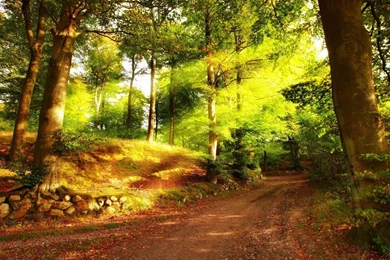 1920x1080 Summer Forest Road Wallpapers