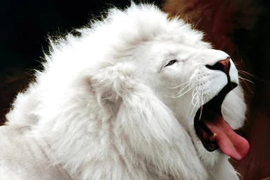 Desktop Wallpapers · Gallery · HD Notebook · White Lion 1366x768 Hd ...