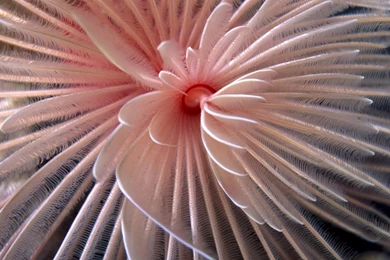 Wallpapers For Laptop Free Download