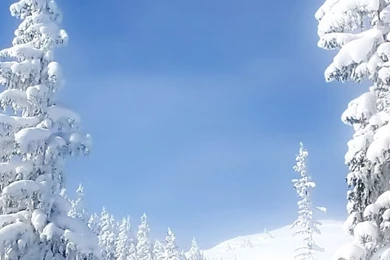 Download Wallpapers 1080x1920 Fir trees, Snow, Winter, Branches ...