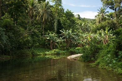 Jungle river nature dsc04086.jpg