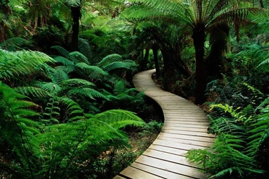 1280x720 Jungle Tropical Boardwalk Wallpapers Desktop Wallpapers ...