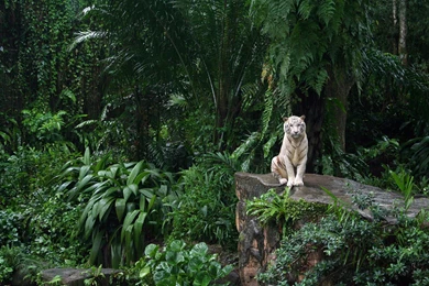 Jungle White Tiger HD Animal Wallpapers.jpg