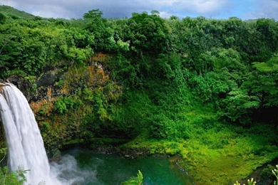 Jungle Desktop Wallpapers