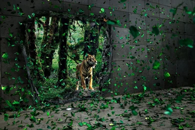 Tiger In The Entrance To The Jungle On Desktop Wallpapers