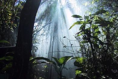 1600x1200 Jungle Dreaming Desktop PC And Mac Wallpapers