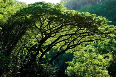 2560x1600 Impressive Jungle Desktop PC And Mac Wallpapers