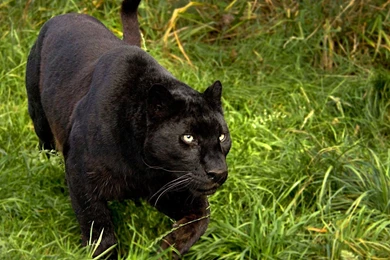 Black Panther HD Wallpapers