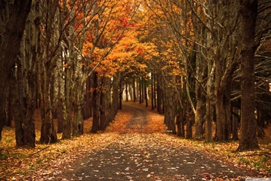 Late Autumn HD Desktop Wallpapers : High Definition : Mobile : Dual ...