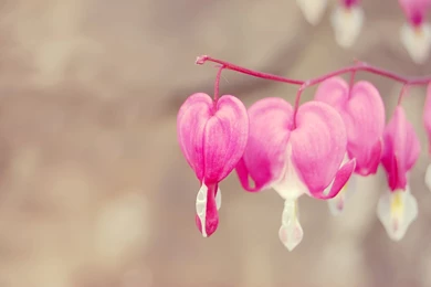 Heart Wallpapers Full HD