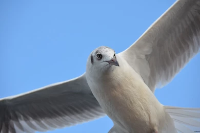 Desktop Backgrounds   Microsoft Windows