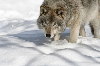 Nature Snow Animals Wolf Wallpapers   (