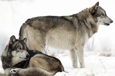 SNOW WOLVES WALLPAPER   (