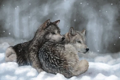 Art Lying Wolves Winter Snow Wolf Wallpapers