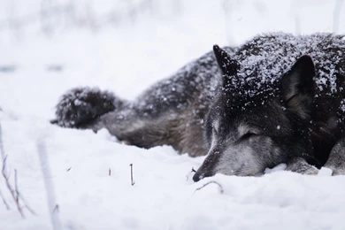Wolf sleeping in the snow 1080p animal desktop wallpaper 27168.jpg