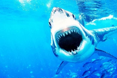 Shark Jaws Wallpapers