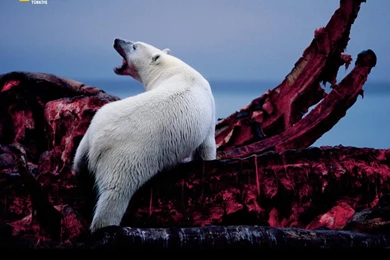 Download Wallpapers A Polar Bear Feeds On The Jaws Of A Bowhead ...