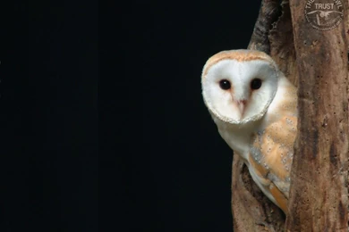 Owl – Windows 10 Wallpapers