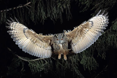 Owl Computer Wallpapers, Desktop Backgrounds