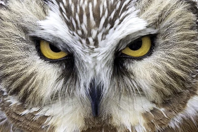 Owl Computer Wallpapers, Desktop Backgrounds