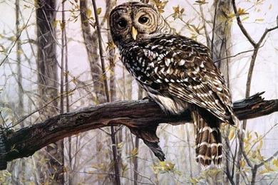 Owl Bird Wallpapers Free Desktop Backgrounds Free Wallpapers Image