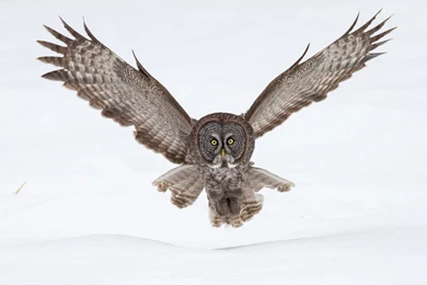 Great Grey Owl Computer Wallpapers, Desktop Backgrounds ...