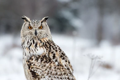 9855) Winter Owl Desktop Wallpapers   WalOps.com