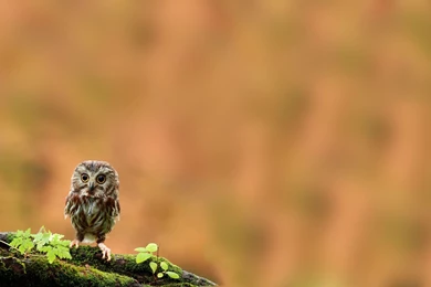 Cute Owl Wallpapers Widescreen Resolution Download