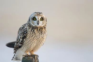 Owl Computer Wallpapers, Desktop Backgrounds